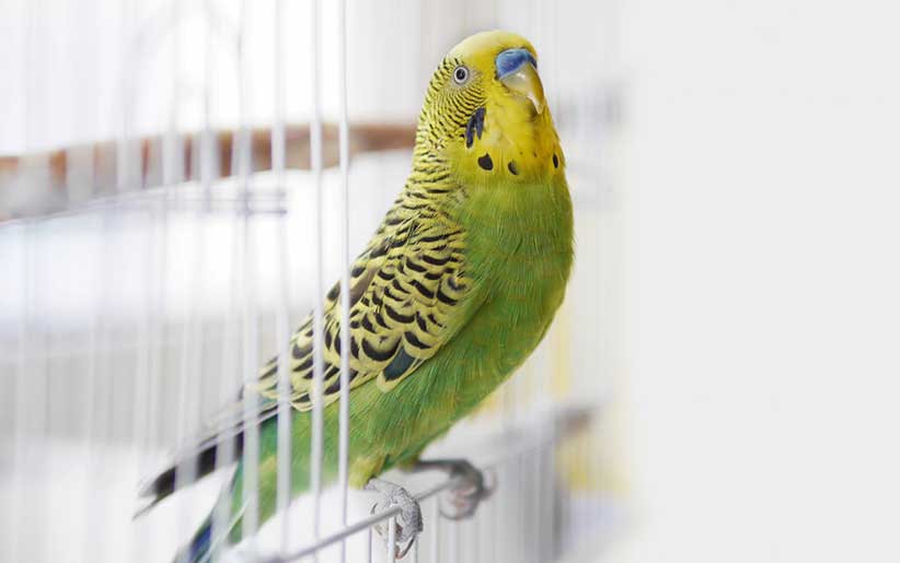 راهنمای کامل نگهداری از پرندگان در خانه و آپارتمان