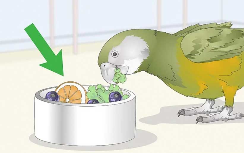 میوه و سبزی تازه برای پرنده