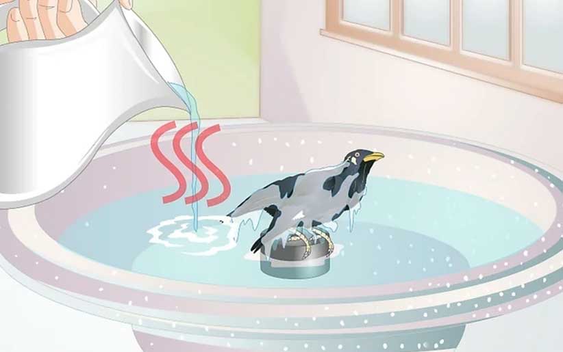 تمیز کردن پرنده در ظرف آب