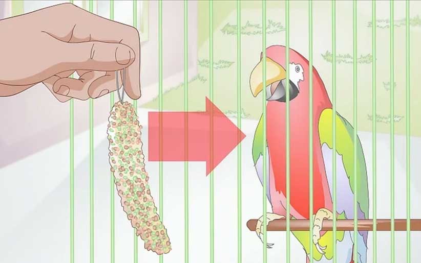 جذابیت در غذا دادن به پرنده