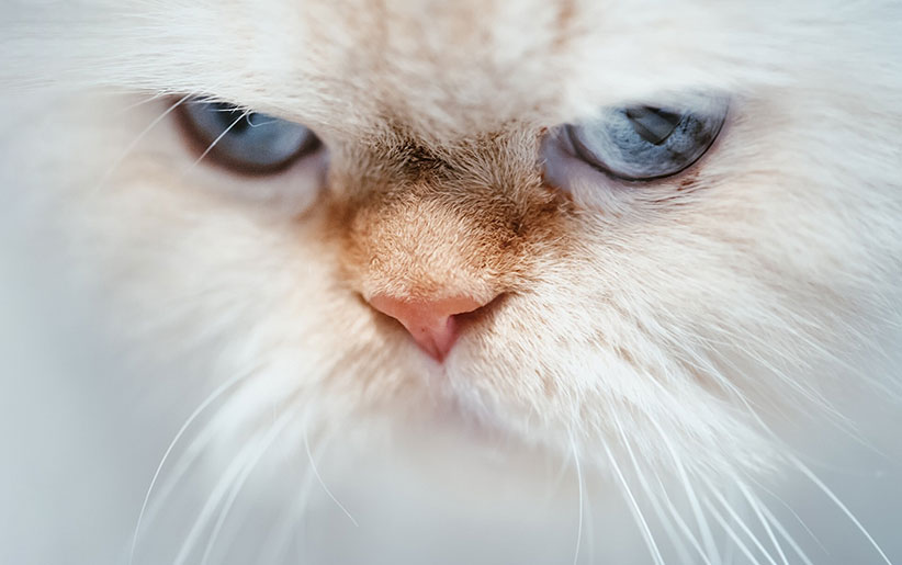 صورت گربه هیمالین