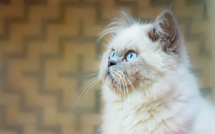 نکات مهم در مورد گربه هیمالین