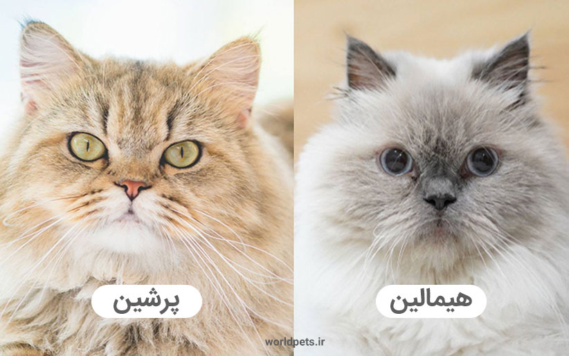 تفاوت گربه هیمالین و پرشین