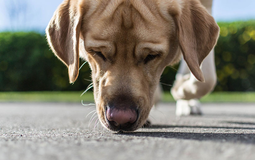 حس بویایی سگ چقدر است؟