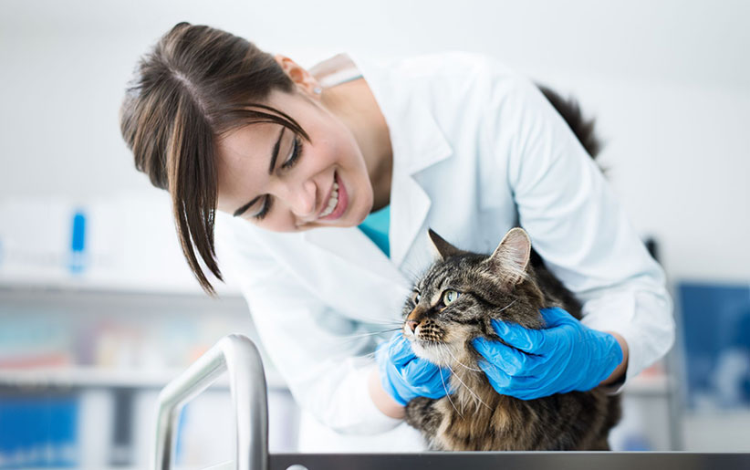 آموزش عملی و گام به گام مراجعه گربه به دامپزشک