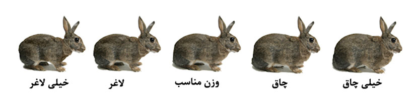 شرایط مختلف بدنی از نظر چاقی و لاغری در خرگوش