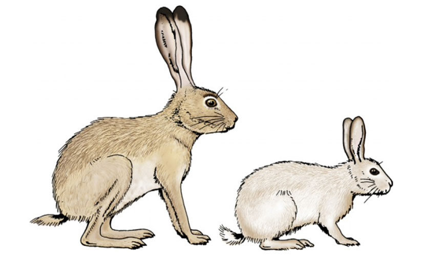 خرگوش معمولی و خرگوش صحرایی