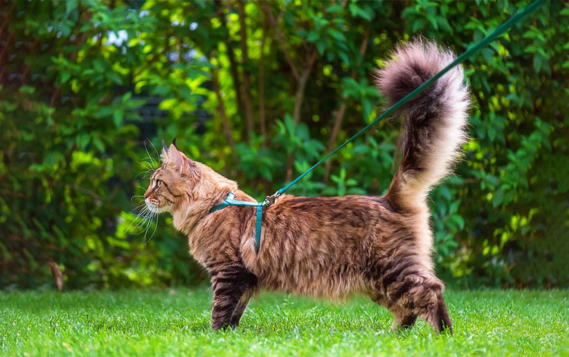 چگونه گربه خود را به پیاده روی ببریم؟