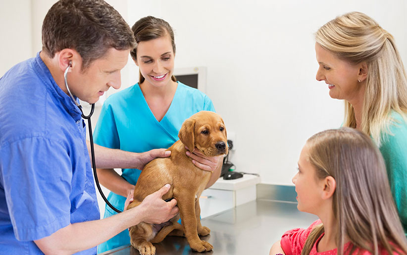 راهنمای معاینه سگ و چکاپ برای پیشگیری از بیماری