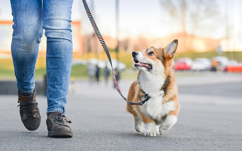 ۶ نکته بسیار مهم در پیاده روی سگ