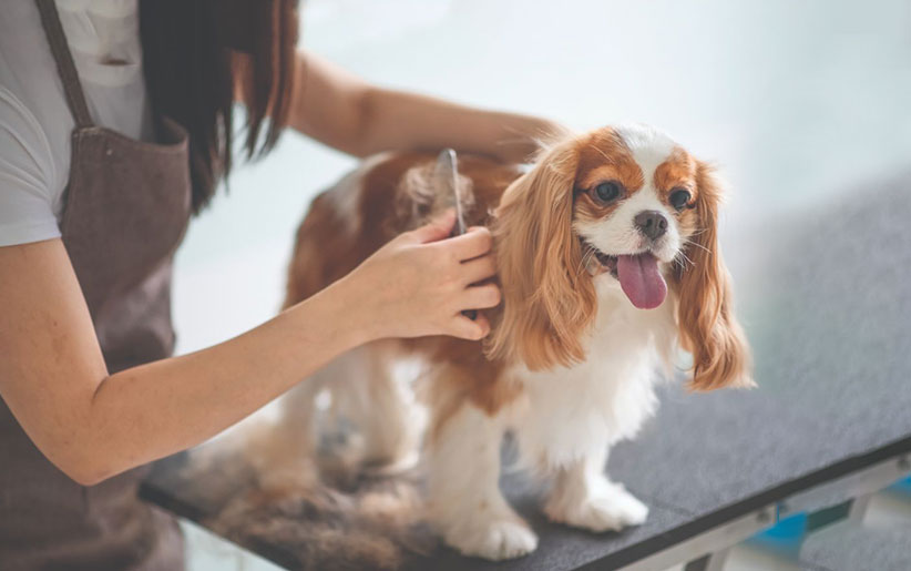 همه چیز درباره ریزش موی سگ و گربه + علت و درمان