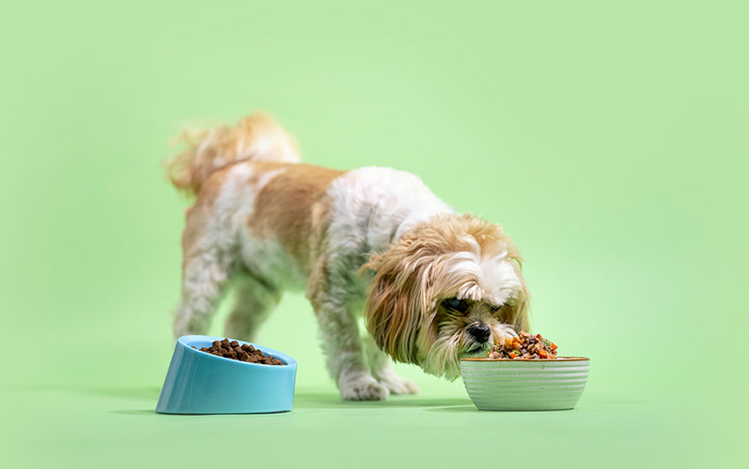 آیا غذای خام برای سگ و گربه ضرر دارد؟