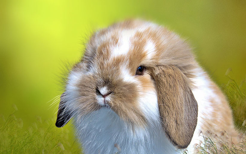 خرگوش فازی لوپ آمریکایی