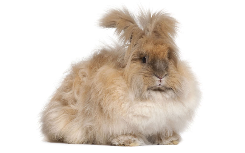 خرگوش نژاد آنقوره یا آنگورا