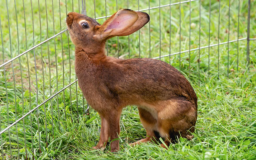 خرگوش وحشی بلژیکی