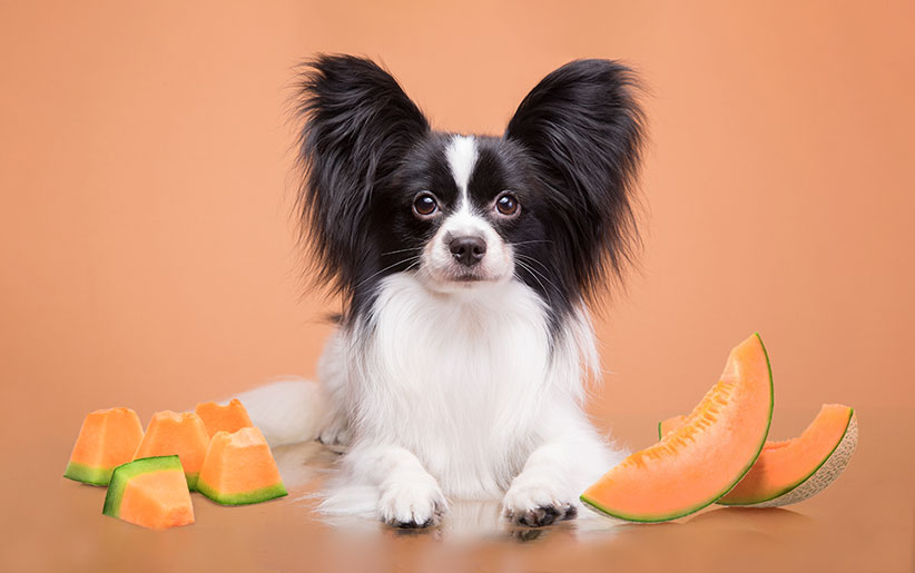 مفیدترین و خوشمزه ترین میوه ها برای سگ ها