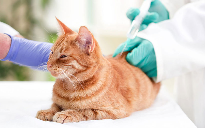 علائم و تشخیص دیابت در گربه ها + پیشگیری و درمان