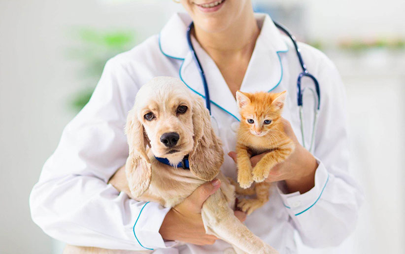 نکات مهم و حیاتی در حفظ سلامت سگ ها و گربه ها