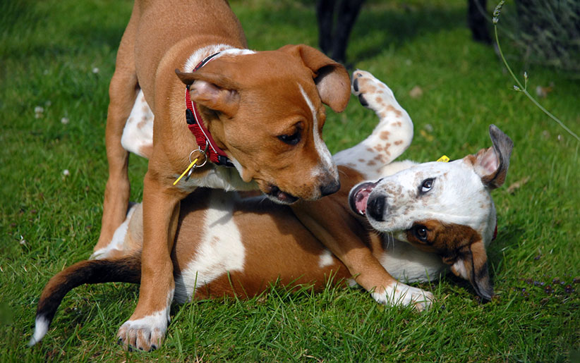پیشگیری از دعوای سگها با هم + جدا کردن آنها