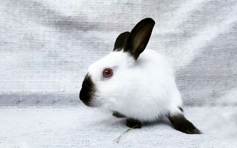 خرگوش نژاد هیمالیایی