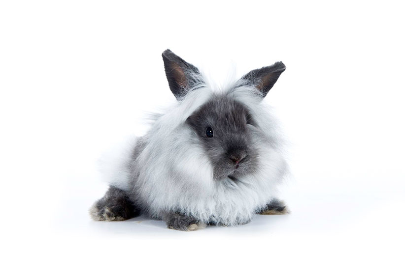 خرگوش نژاد لایون هد (کله شیری)