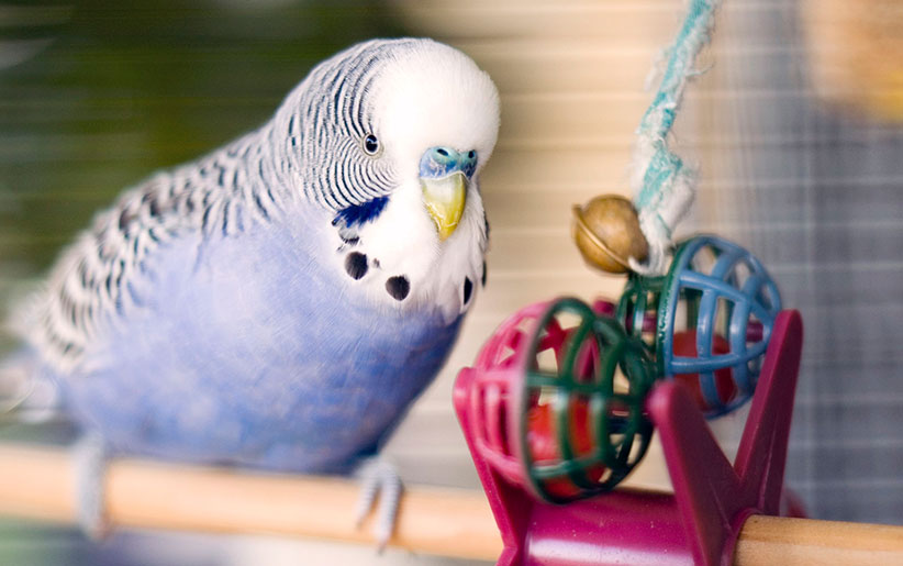 ۴ ایده جذاب و ارزان برای ساخت اسباب بازی پرندگان