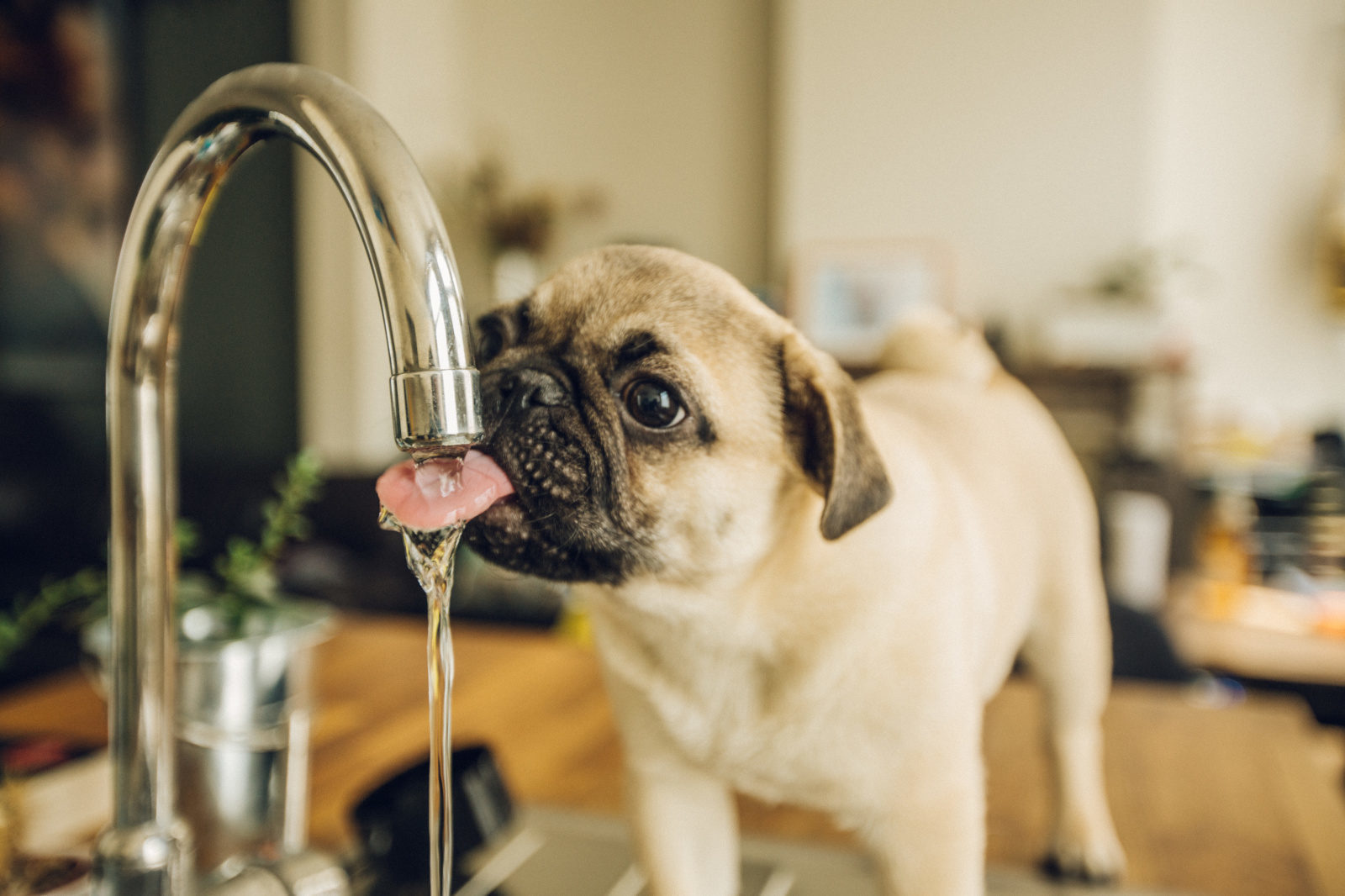 هر آنچه باید در مورد آب خوردن سگ تان بدانید