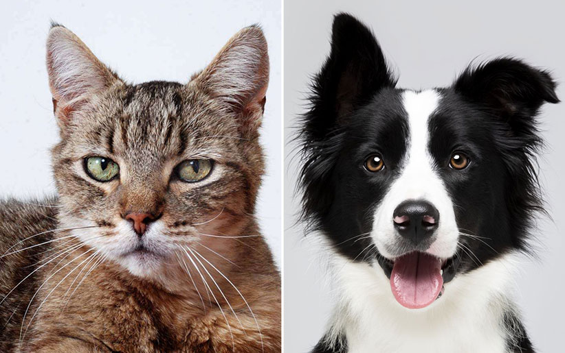 تفاوت های افراد گربه دوست و سگ دوست + آمارهای جالب