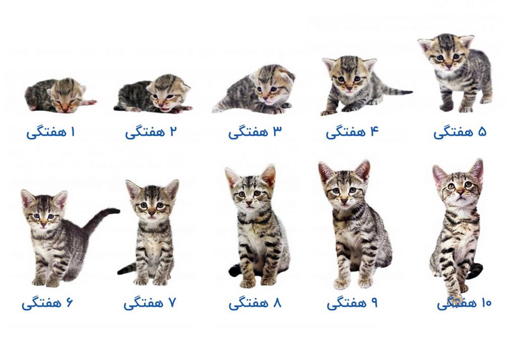 مراحل رشد گربه تصویری از ۱ تا ۱۰ هفتگی
