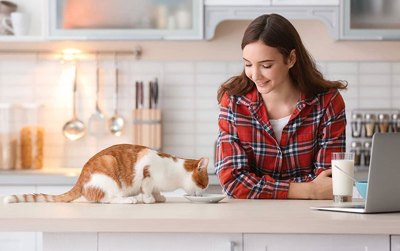 ۷ نکته بسیار مهم در پختن غذای خانگی برای گربه ها